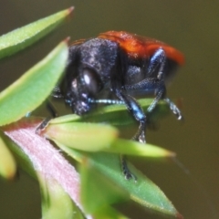 Castiarina erythroptera at Paddys River, ACT - 27 Dec 2021