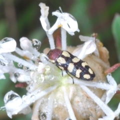 Castiarina decemmaculata at Paddys River, ACT - 27 Dec 2021