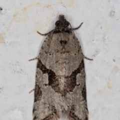 Merophyas therina (a Tortrix Moth) at Melba, ACT - 24 Oct 2021 by kasiaaus