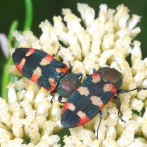 Castiarina sexplagiata at Paddys River, ACT - 27 Dec 2021