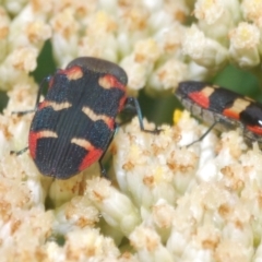 Castiarina sexplagiata at Paddys River, ACT - 27 Dec 2021