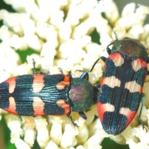 Castiarina sexplagiata at Paddys River, ACT - 27 Dec 2021