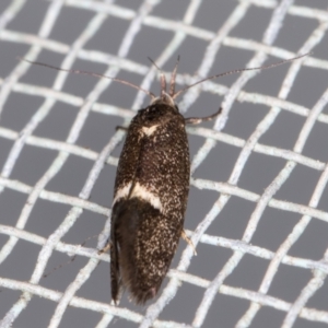 Leistomorpha brontoscopa at Melba, ACT - 24 Oct 2021