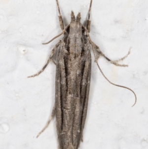 Leptozestis and Trachydora (genera) at Melba, ACT - 24 Oct 2021 09:40 PM