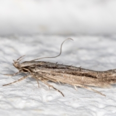 Leptozestis and Trachydora (genera) at Melba, ACT - 24 Oct 2021 09:40 PM