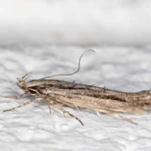 Leptozestis and Trachydora (genera) at Melba, ACT - 24 Oct 2021