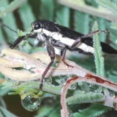 Rhinotia sp. (genus) (Unidentified Rhinotia weevil) at Paddys River, ACT - 27 Dec 2021 by Harrisi