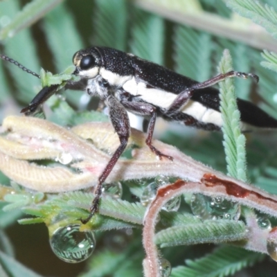 Rhinotia sp. (genus) (Unidentified Rhinotia weevil) at Paddys River, ACT - 27 Dec 2021 by Harrisi