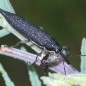 Rhinotia sp. (genus) at Paddys River, ACT - 27 Dec 2021