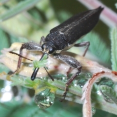 Rhinotia sp. (genus) at Paddys River, ACT - 27 Dec 2021