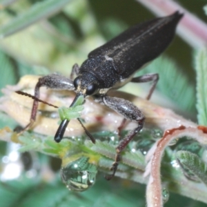 Rhinotia sp. (genus) at Paddys River, ACT - 27 Dec 2021