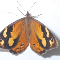 Heteronympha merope (Common Brown Butterfly) at Paddys River, ACT - 27 Dec 2021 by Harrisi