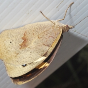 Heteronympha merope at Paddys River, ACT - 27 Dec 2021 11:49 AM