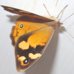 Heteronympha merope at Paddys River, ACT - 27 Dec 2021 11:49 AM