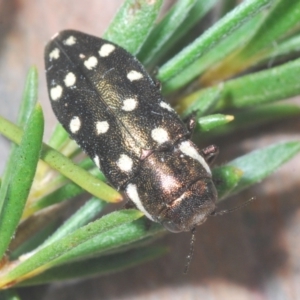 Diphucrania duodecimmaculata at Cavan, NSW - 26 Dec 2021