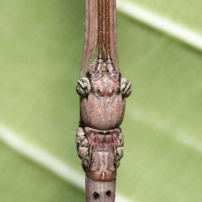 Anchiale austrotessulata (Tessellated Stick Insect) by TimL
