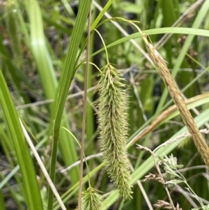 Carex fascicularis at Tennent, ACT - 27 Dec 2021