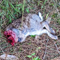 Oryctolagus cuniculus (European Rabbit) at Tuross Head, NSW - 27 Dec 2021 by HelenCross