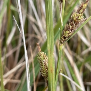 Carex gaudichaudiana at Tennent, ACT - 27 Dec 2021