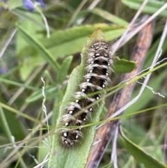 Pterolocera (genus) (Antheliid moth) at Tennent, ACT - 27 Dec 2021 by JaneR