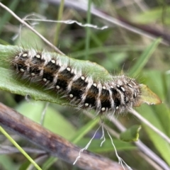 Pterolocera (genus) at Tennent, ACT - 27 Dec 2021