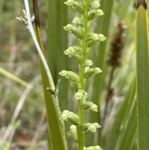 Microtis sp. at Tennent, ACT - suppressed