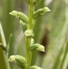 Microtis sp. at Tennent, ACT - suppressed