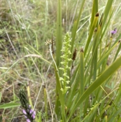 Microtis sp. at Tennent, ACT - suppressed