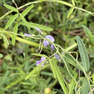 Glycine microphylla (Small-leaf Glycine) at Tennent, ACT - 27 Dec 2021 by JaneR