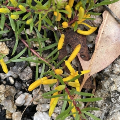 Persoonia chamaepeuce (Dwarf Geebung) at Tennent, ACT - 27 Dec 2021 by JaneR