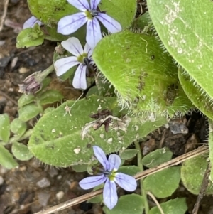 Lobelia pedunculata at Tennent, ACT - 27 Dec 2021