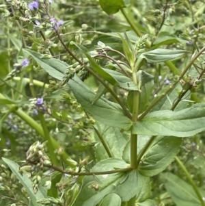 Veronica anagallis-aquatica at Tennent, ACT - 27 Dec 2021