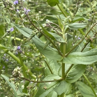 Veronica anagallis-aquatica (Blue Water Speedwell) at Tennent, ACT - 27 Dec 2021 by JaneR