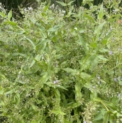 Veronica anagallis-aquatica at Tennent, ACT - 27 Dec 2021