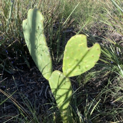 Opuntia stricta (Common Prickly Pear) at Karabar, NSW - 27 Dec 2021 by Steve_Bok