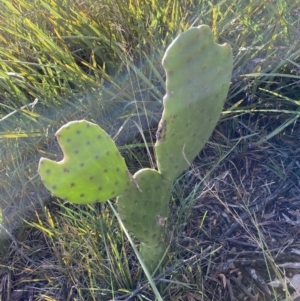 Opuntia stricta at Karabar, NSW - 28 Dec 2021