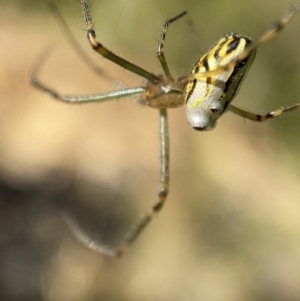 Leucauge dromedaria at Jerrabomberra, NSW - 28 Dec 2021