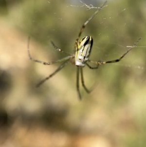 Leucauge dromedaria at Jerrabomberra, NSW - 28 Dec 2021