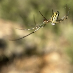 Leucauge dromedaria at Jerrabomberra, NSW - 28 Dec 2021