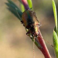 Edusella sp. (genus) (A leaf beetle) at Mount Jerrabomberra QP - 27 Dec 2021 by Steve_Bok