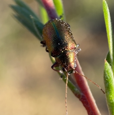 Edusella sp. (genus) (A leaf beetle) at Karabar, NSW - 28 Dec 2021 by SteveBorkowskis