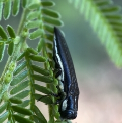 Agrilus hypoleucus at Jerrabomberra, NSW - 28 Dec 2021