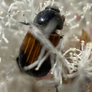 Phyllotocus navicularis at Karabar, NSW - 28 Dec 2021