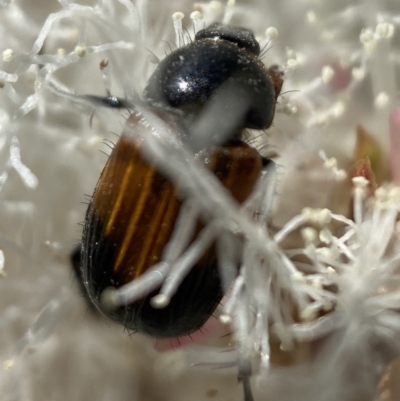 Phyllotocus navicularis (Nectar scarab) at Karabar, NSW - 28 Dec 2021 by SteveBorkowskis