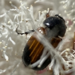 Phyllotocus navicularis at Karabar, NSW - 28 Dec 2021