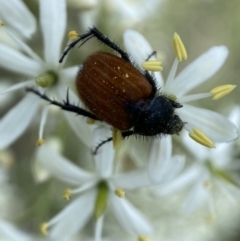 Phyllotocus kingii (Nectar scarab) at Jerrabomberra, NSW - 28 Dec 2021 by SteveBorkowskis