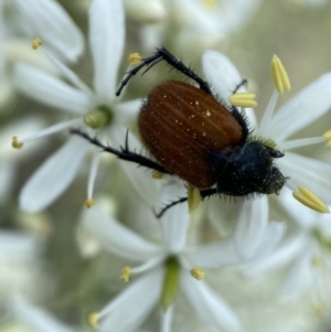 Phyllotocus kingii at Jerrabomberra, NSW - 28 Dec 2021