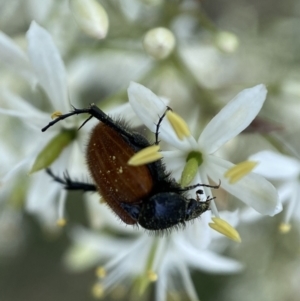 Phyllotocus kingii at Jerrabomberra, NSW - 28 Dec 2021