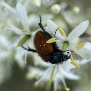 Phyllotocus kingii at Jerrabomberra, NSW - 28 Dec 2021