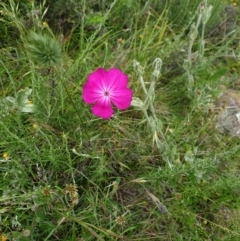 Silene coronaria (Rose Campion) at Mount Clear, ACT - 27 Dec 2021 by gregbaines